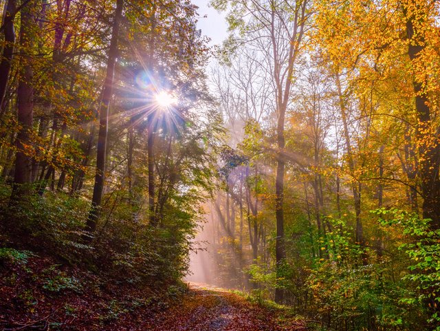 Blick in den Wald um den Grimbach.