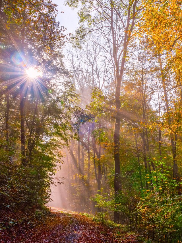 Blick in den Wald um den Grimbach.