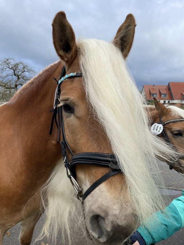 Haflingerstute bei der Pferdeprämierung auf dem Ilshofener Ostermarkt.