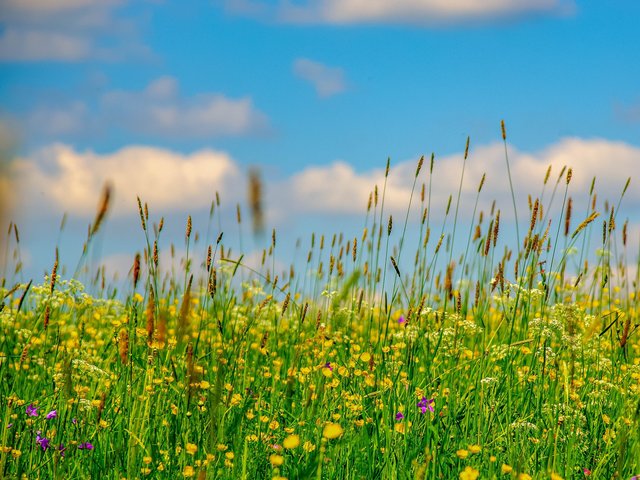 Eine Blühwiese.